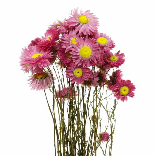 Floristik24 Fleur de paille en bouquet Fleurs séchées roses 25g