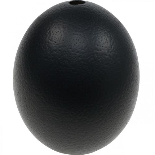 Floristik24 Décoration oeuf d&#39;autruche soufflé déco Pâques noir Ø12cm H14cm