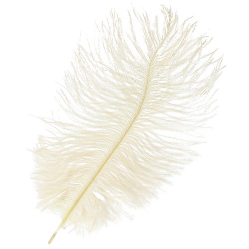 Floristik24 Exquise plume décorative blanc crème plume d&#39;autruche blanche 20-25 cm 12 pièces.