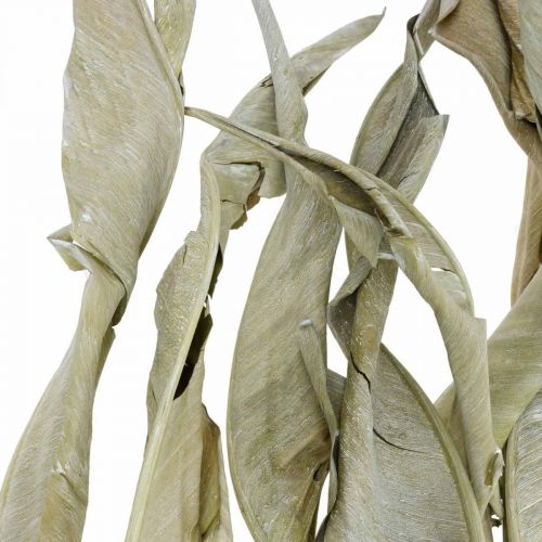 Floristik24 Feuilles de Strelitzia séchées vertes givrées 45-80cm 10 pièces