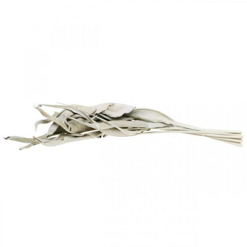 Floristik24 Feuilles de Strelitzia lavées à blanc séchées 45-80cm 10 pcs