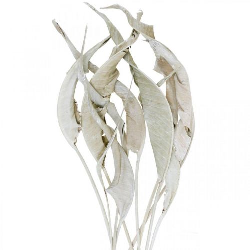 Floristik24 Feuilles de Strelitzia blanchies séchées 45-80cm 10p