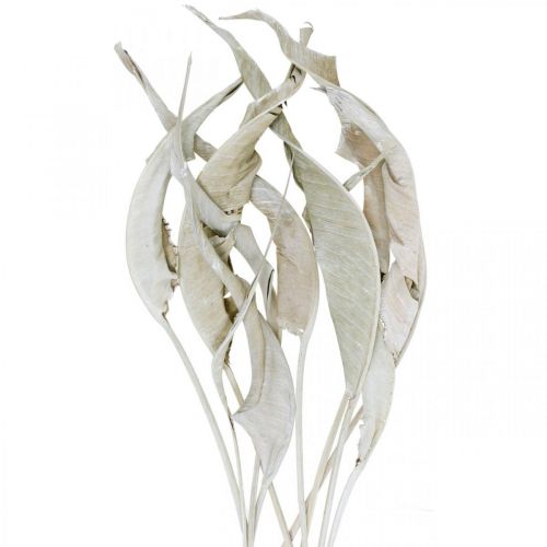 Floristik24 Feuilles de Strelitzia lavées à blanc séchées 45-80cm 10 pcs