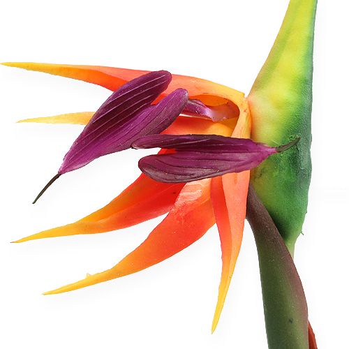 Floristik24 Strelitzia oiseau de paradis fleur 62cm