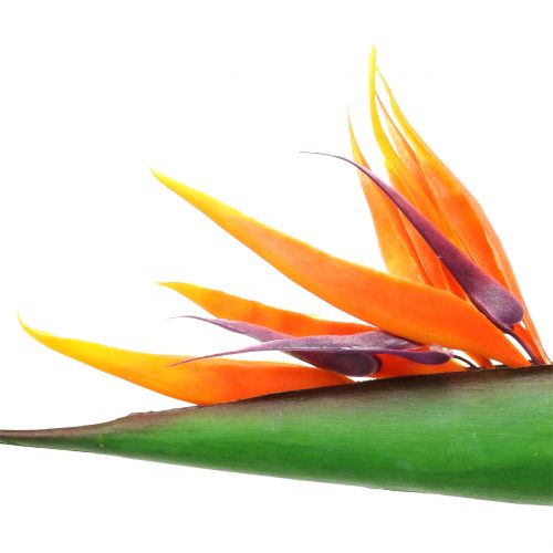 Floristik24 Strelitzia Oiseau de Paradis 95cm