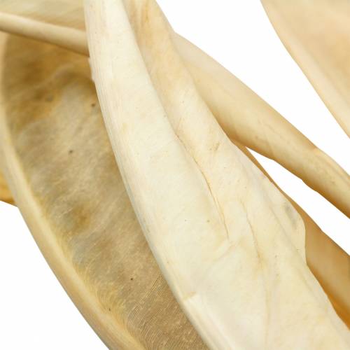 Article Feuilles de Strelitzia blanchies 10pcs décoration sèche