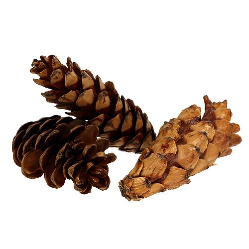 Article Pommes de pin Strobus 10-15cm Vernies clair 100 pièces