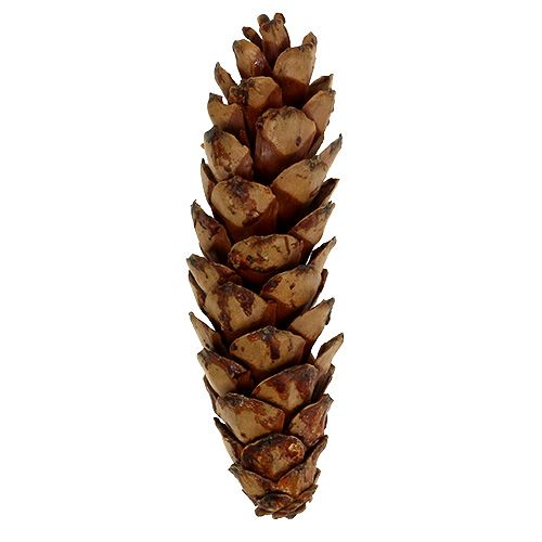 Article Pommes de pin Strobus 10-15cm Vernies clair 100 pièces