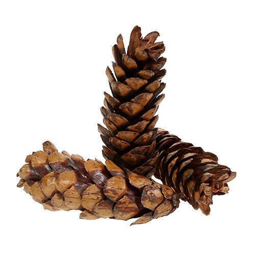 Article Cônes Strobus Pommes de pin de Weymouth Vernies 15-20cm 100pcs