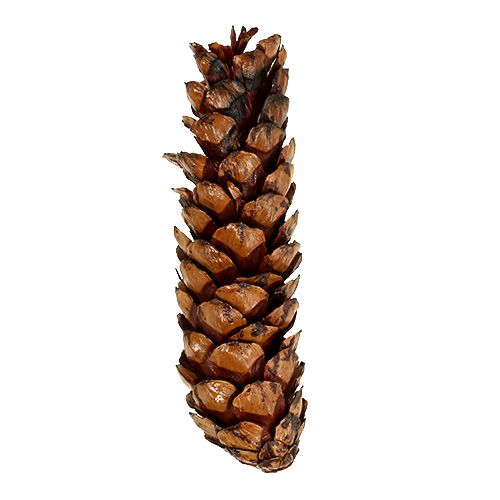 Article Cônes Strobus Pommes de pin de Weymouth Vernies 15-20cm 100pcs
