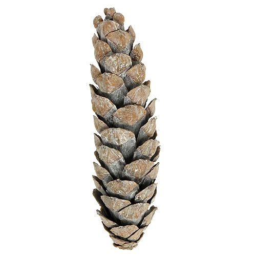Article Cônes Strobus 15cm - 20cm lavés en blanc 50 pcs
