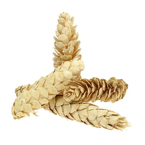 Floristik24 Strobus blanchi 15cm-20cm 50 pcs