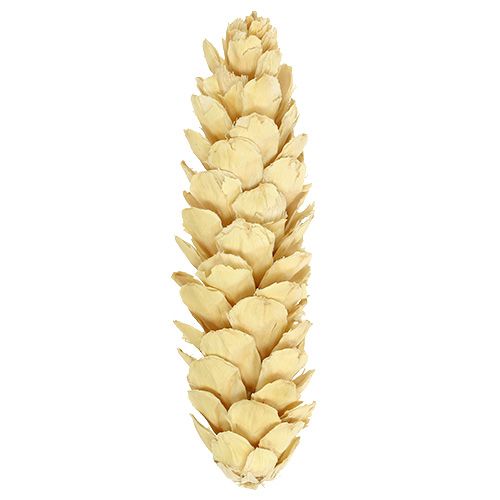 Article Strobus blanchi 15cm-20cm 50 pcs