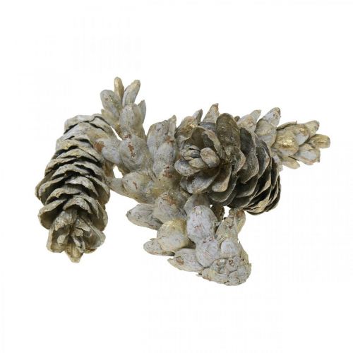 Floristik24 Cônes Strobus, Noël, décoration de l&#39;Avent, cônes blancs naturel, dorés L9–14cm 20 pcs