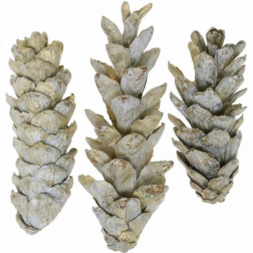 Floristik24 Cônes Strobus, Noël, décoration de l&#39;Avent, cônes blancs naturel, dorés L9–14cm 20 pcs