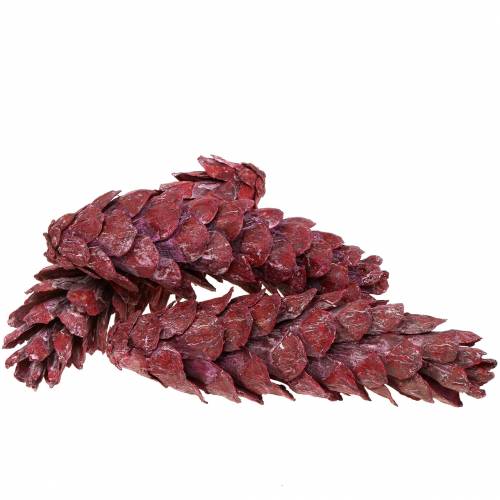 Floristik24 Cônes Strobus décoration naturelle rouge 15cm - 20cm 50pcs