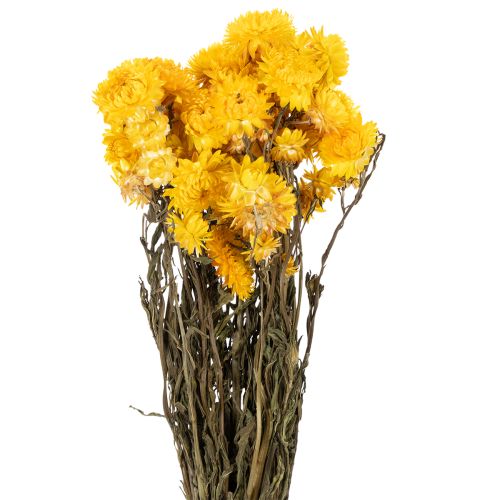 Floristik24 Bouquet de fleurs séchées d'immortelle jaune (Helichrysum), 100 g