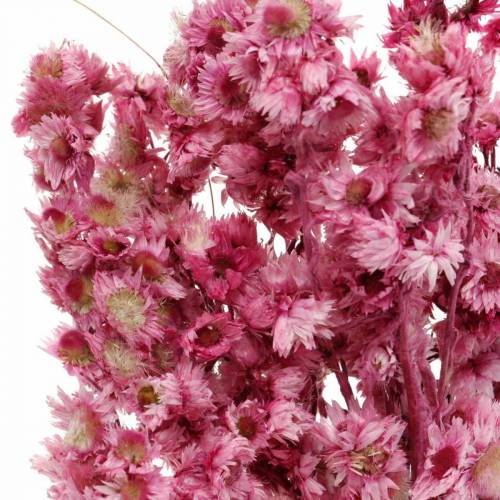 Floristik24 Fleurs Séchées Rose Fleurs Séchées Bouquet Fleurs Séchées Rose H21cm