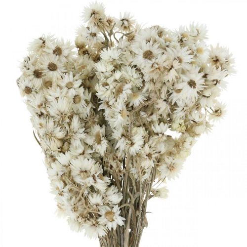 Floristik24 Paille Fleurs Bouquet de Fleurs Séchées Blanc Petit 15g