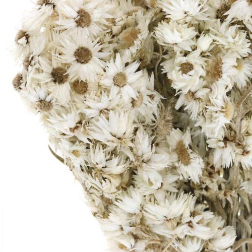 Floristik24 Paille Fleurs Bouquet de Fleurs Séchées Blanc Petit 15g