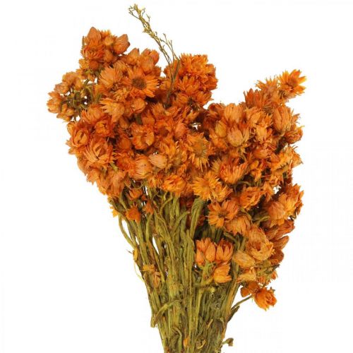 Floristik24 Paille Fleurs Fleurs Séchées Orange Petit 15g
