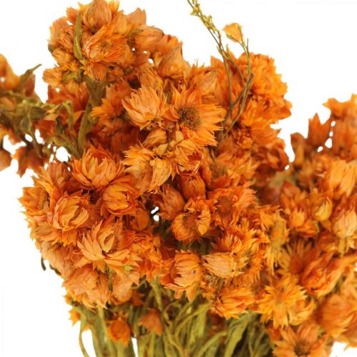 Floristik24 Paille Fleurs Fleurs Séchées Orange Petit 15g