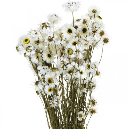 Floristik24 Acroclinium Blanc, plantes sèches, fleurs paille, fleuriste sèche L20–40cm 25g