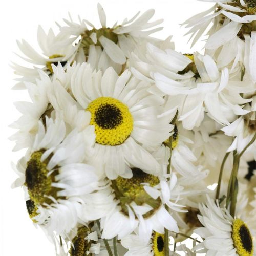 Floristik24 Acroclinium Blanc, plantes sèches, fleurs paille, fleuriste sèche L20–40cm 25g