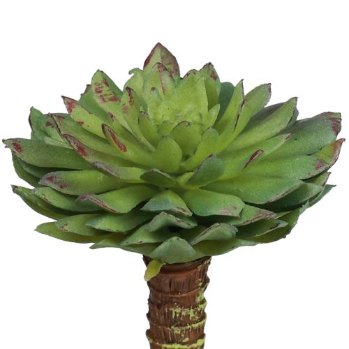 Floristik24 Plante Verte Artificielle Succulente Echeveria Vert Ø6cm 10.5cm