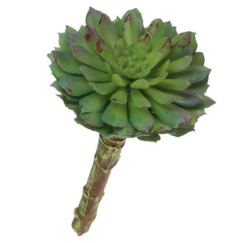 Floristik24 Plante Verte Artificielle Succulente Echeveria Vert Ø6cm 10.5cm