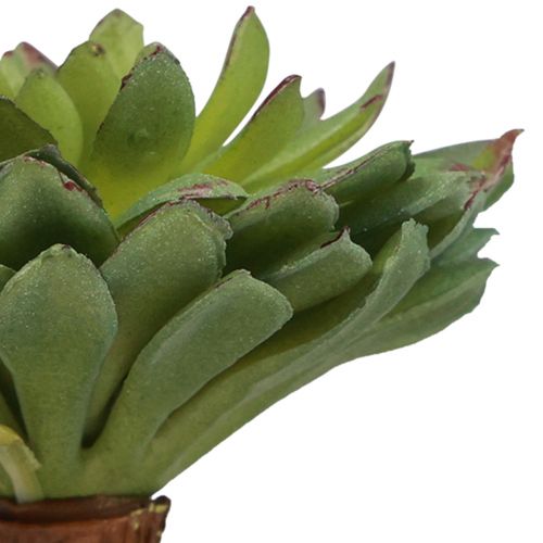 Floristik24 Plante Verte Artificielle Succulente Echeveria Vert Ø6cm 10.5cm