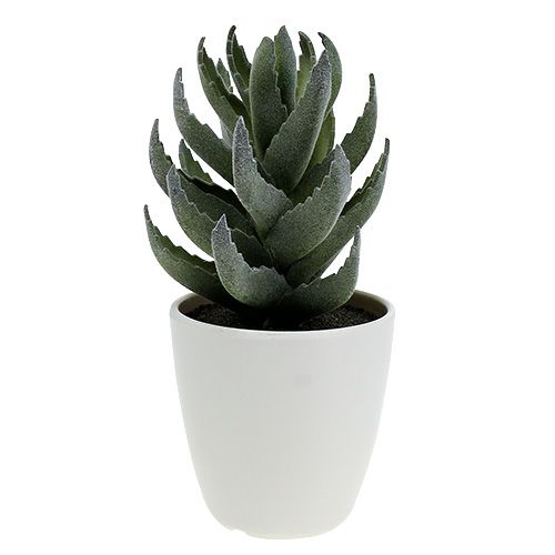 Floristik24 Succulente en pot 17cm verte