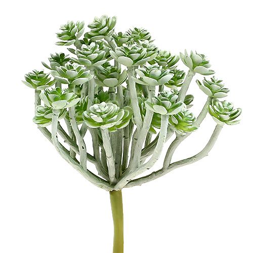 Plante succulente Echeveria 17cm Gris 3 pcs