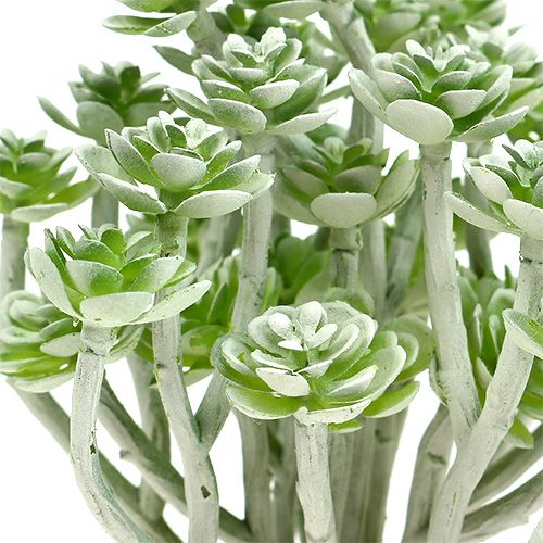 Floristik24 Succulente Echeveria 17cm Gris 3pcs