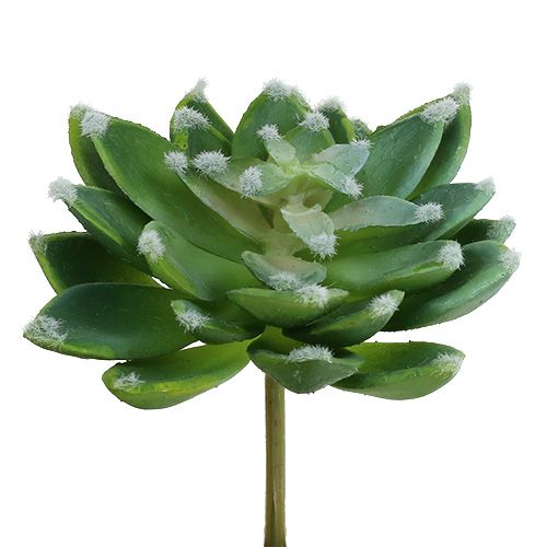 Article Succulentes Echeveria vert Ø10cm H11cm 3P