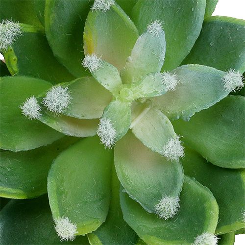 Article Pierre succulente rose vert Ø10cm H11cm 3 pcs