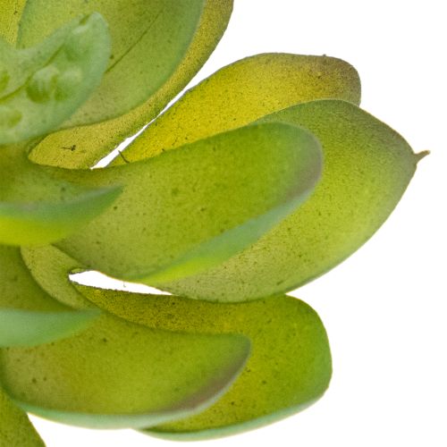 Plante grasse artificielle verte comme décoration pour des compositions créatives | Floristik24.be