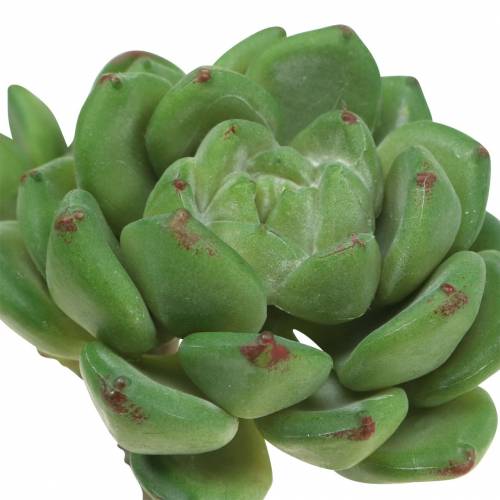 Article Succulente Echeveria artificielle Vert H15cm