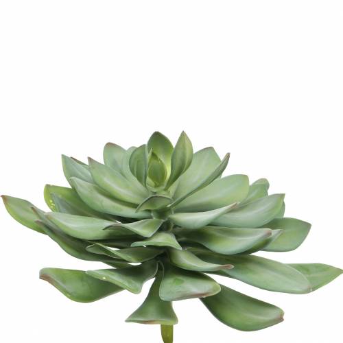 Floristik24 Plante succulente décorative verte artificielle Ø30cm H27cm