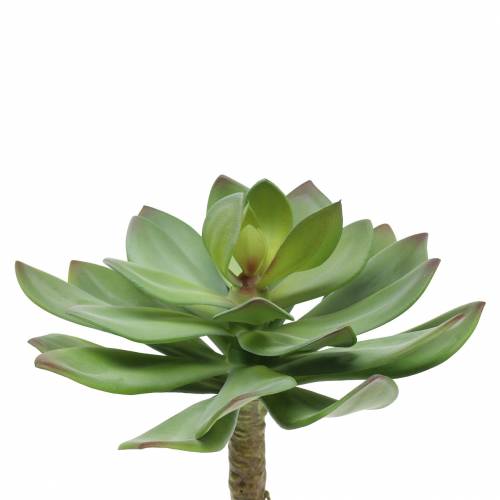 Floristik24 Succulente artificielle verte 27cm