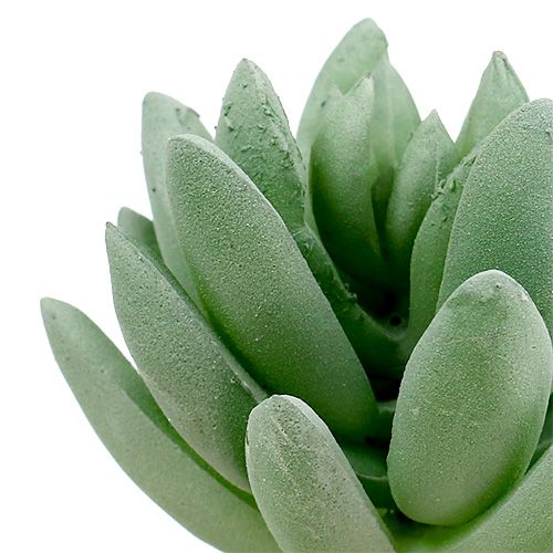 Article Echeveria Succulente Ø6.5cm L11cm 6pcs