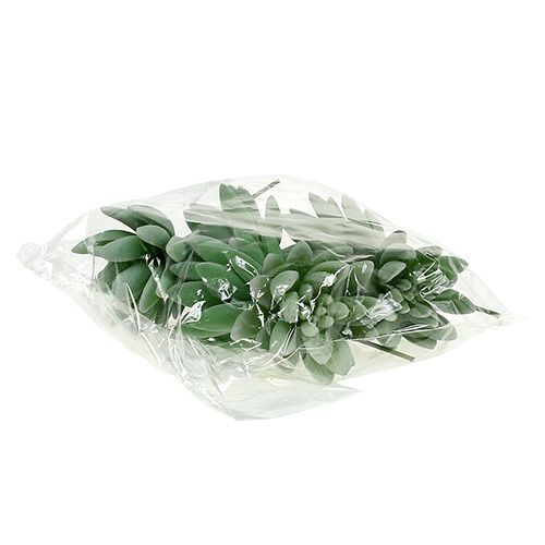 Article Succulentes Echeveria Ø6,5cm L11cm 6 pcs