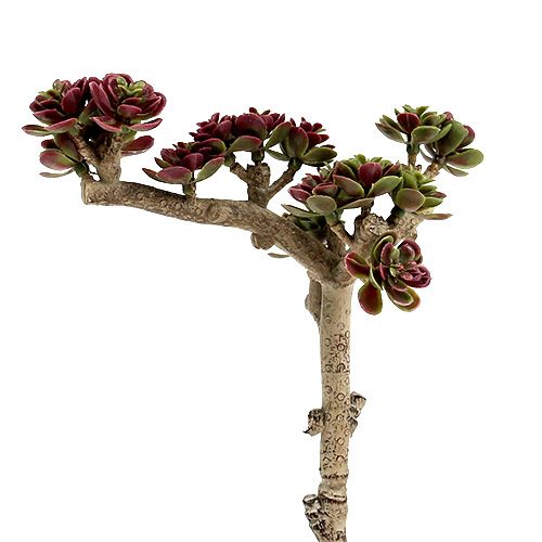 Floristik24 Succulente L 20cm vert-violet