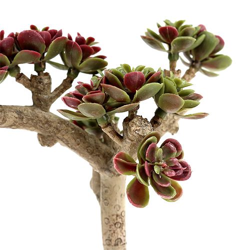 Floristik24 Succulente L 20cm vert-violet