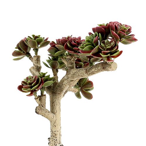 Floristik24 Succulente L 20cm vert-violet