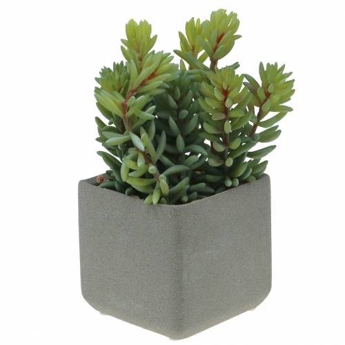 Floristik24 Sédum serpent succulent en pot H16cm