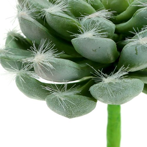 Succulente vert Ø 8,5 cm L. 13 cm