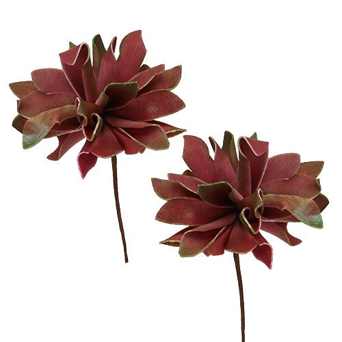 Succulentes rouge foncé Ø10cm 12pcs