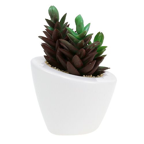 Floristik24 Mélange succulent en pot 9cm - 11cm 3pcs