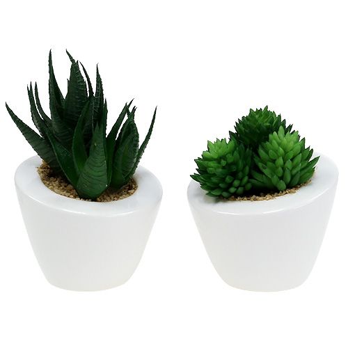 Floristik24 Mélange succulent en pot 9cm - 11cm 3pcs